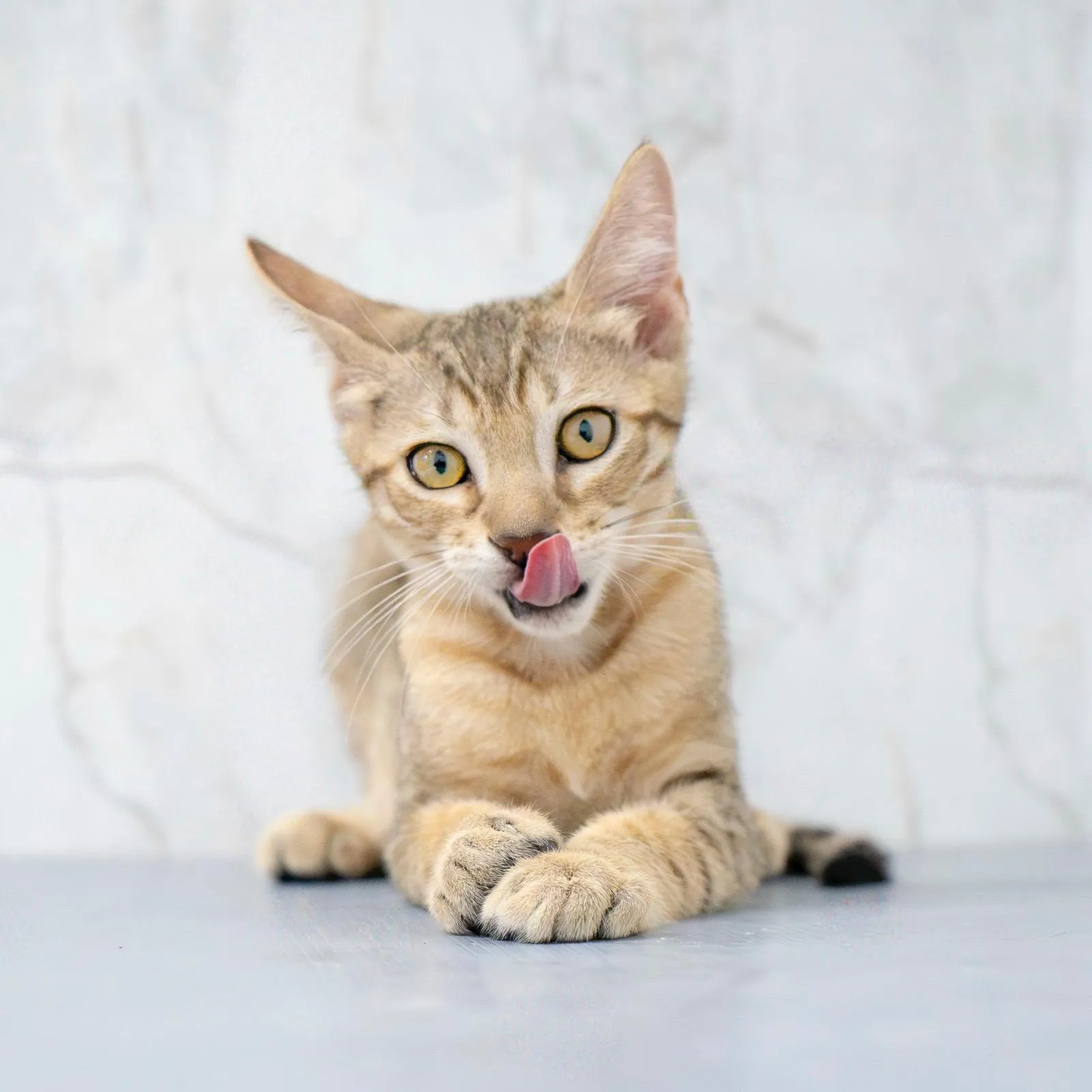 Fotógrafa de Mascotas - Image 4