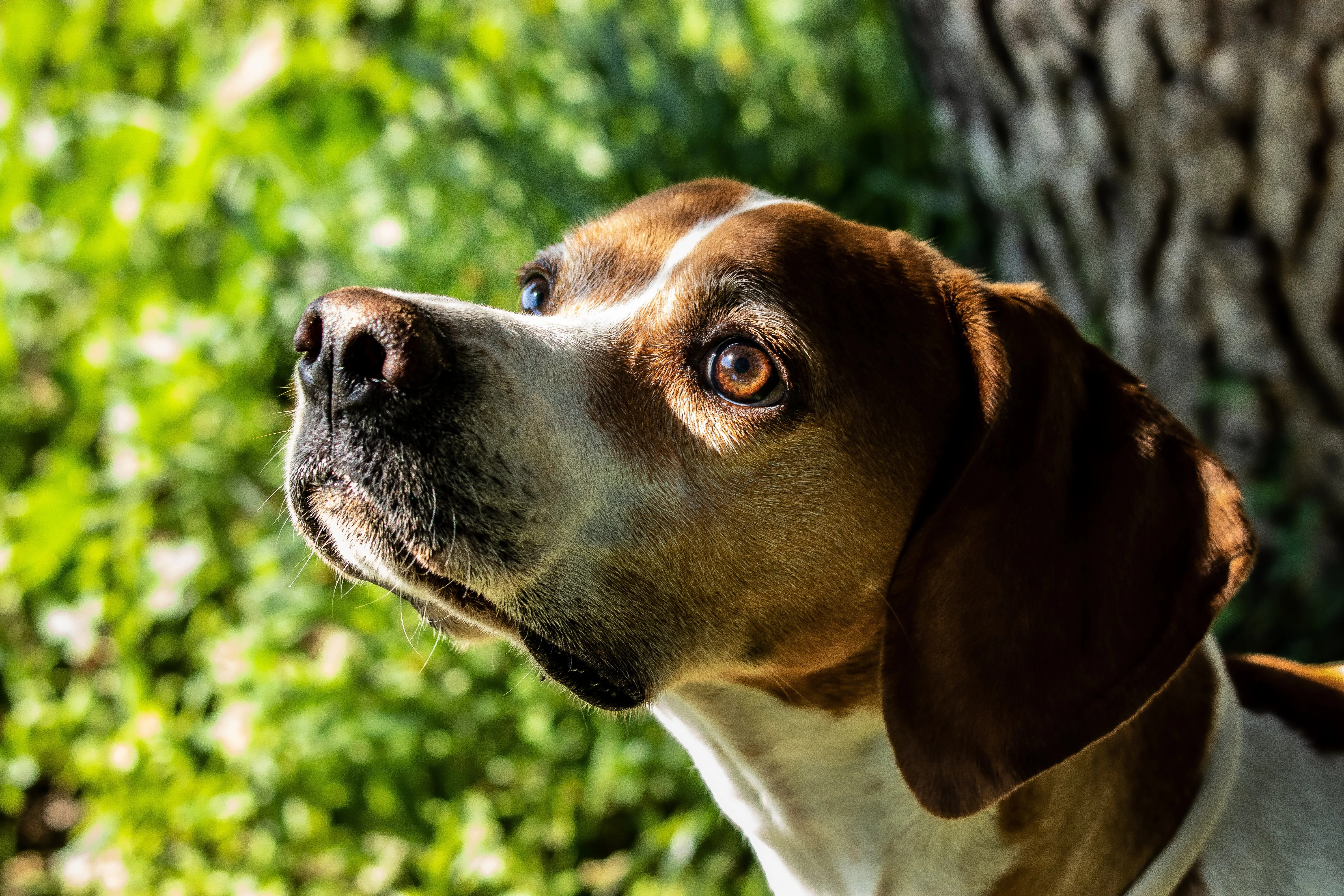 Fotógrafo de mascotas