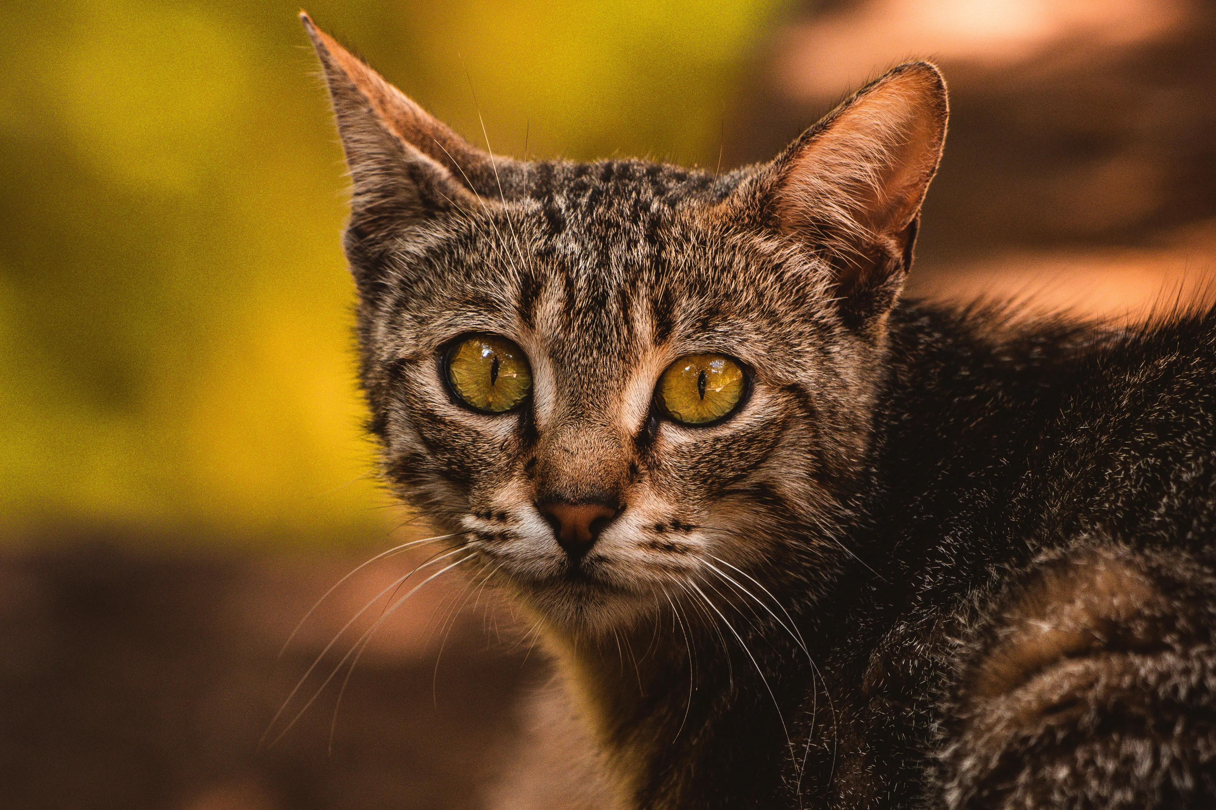 Fotógrafo de mascotas - Image 4