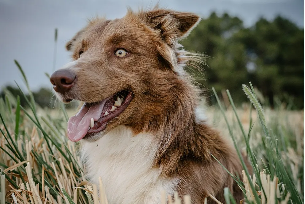 Fotografía con tu animal de compañía - Image 4