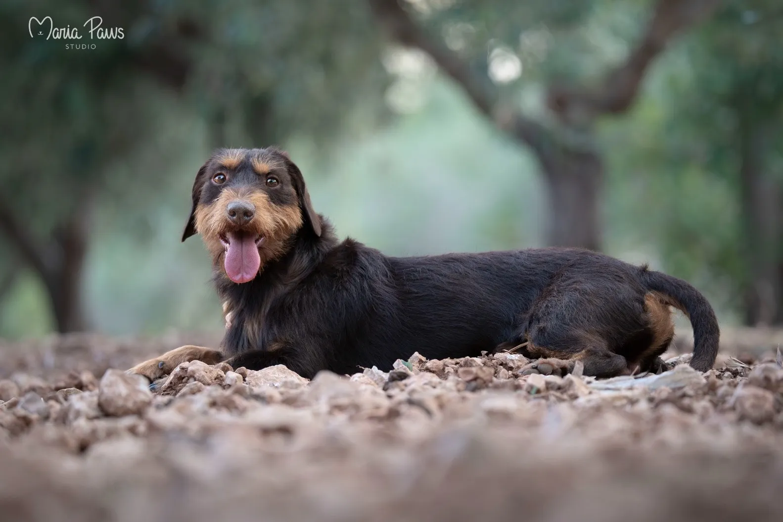 Fotógrafa de Mascotas - Image 3